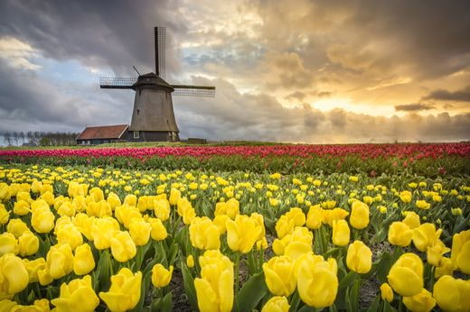 noces The Netherlands